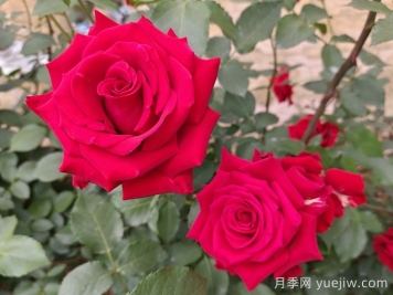 薔薇、月季、玫瑰怎么區分？