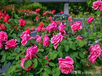 洛陽(yáng)：月季花開(kāi)香滿(mǎn)城，打卡地點(diǎn)送給你
