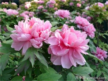 如何區分芍藥和牡丹？