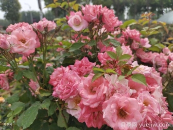 藤櫻霞月季的優(yōu)缺點(diǎn)是什么？