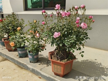 盆栽月季老是死？陽(yáng)臺如何養好盆栽月季？