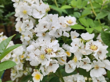 月季、玫瑰與薔薇，究竟誰(shuí)是源頭？