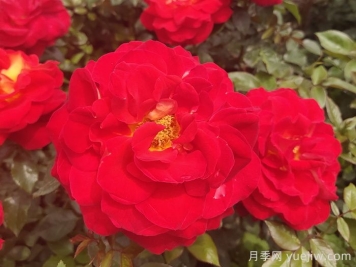 野生薔薇到現代月季的歷史演變