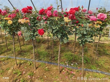 南陽(yáng)月季：科技賦能產(chǎn)業(yè)，創(chuàng  )新領(lǐng)航花卉