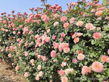 月季花枝垂頭打蔫，原來(lái)是莖蜂惹的禍