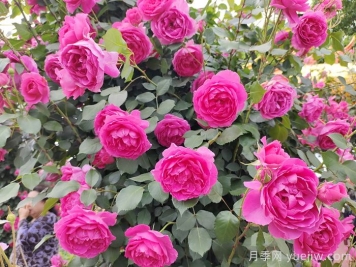 月季不開(kāi)花到底是為什么？月季爆花教程