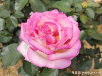 南陽(yáng)月季：智能云端，讓養月季更智慧