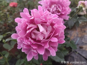 南陽(yáng)月季：借直播東風(fēng)，產(chǎn)業(yè)迭代煥新