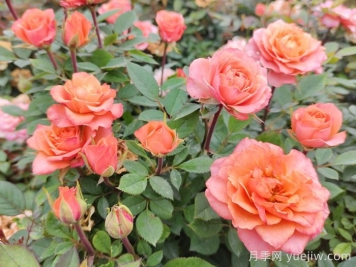 五月份月季花該如何管理？