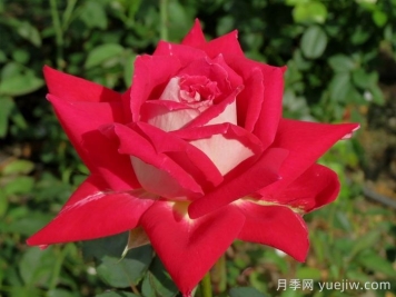 春季月季移栽，一定要檢查根部預防根腐病