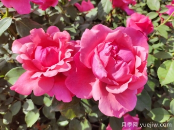 南陽(yáng)月季：南陽(yáng)市月季國家林木種質(zhì)資源庫引領(lǐng)產(chǎn)業(yè)發(fā)展