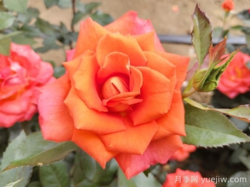 月季花種子怎么種才能苗出的快？