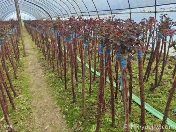 嫁接樹(shù)狀月季為什么用山木香？