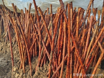 為何山木香是嫁接樹(shù)狀月季的優(yōu)良砧木？