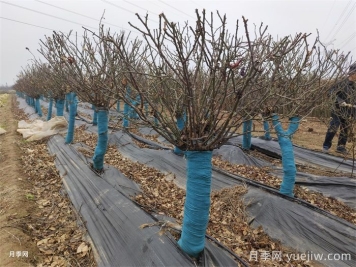 老樁月季發(fā)芽后怎么養？