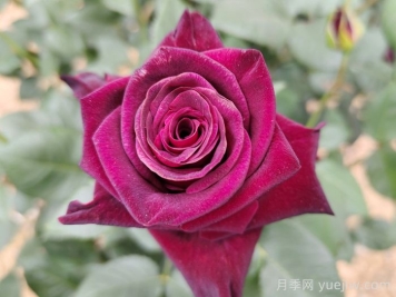 不同顏色月季花代表的含義？