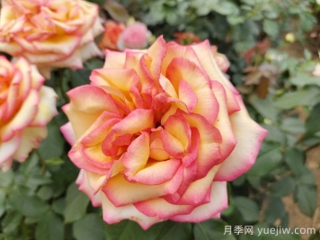 想要月季多開(kāi)花、花質(zhì)好？學(xué)會(huì )這三點(diǎn)