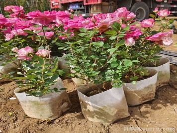 月季花期為什么有長(cháng)有短？