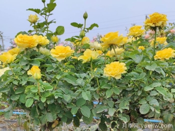 陽(yáng)臺貝殼月季能長(cháng)多高？