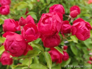 東北能種月季花嗎？