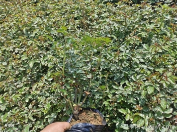 月季小苗要剪掉花苞嗎？如何多分枝