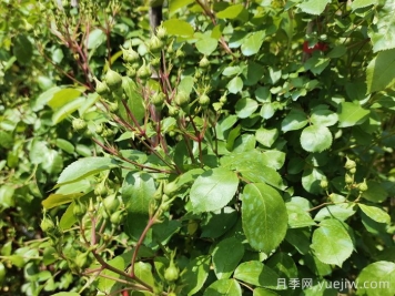 帶花苞的月季小苗，如何給它定植服盆？