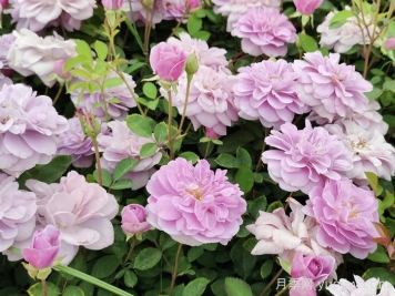 藍色陰雨月季一年開(kāi)幾次花？