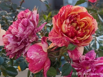 果汁飛濺月季為什么會(huì )出現返祖？