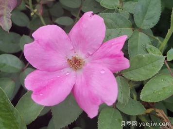 重瓣月季和單瓣月季哪個(gè)好？