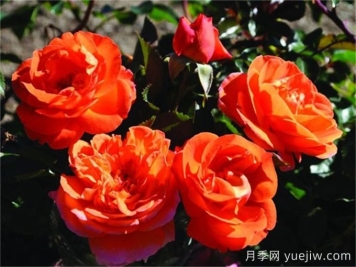 芒果陽(yáng)臺月季有什么優(yōu)缺點(diǎn)？