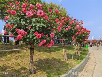 前景無(wú)限，勢如破竹的彩色樹(shù)木