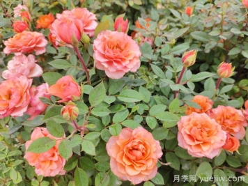 月季花品種到底有多少？