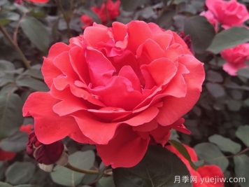 月季有哪些分類(lèi)和代表品種？