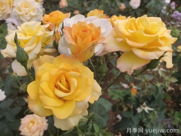 月季花品種會(huì )隨著(zhù)時(shí)間發(fā)展而減少嗎？