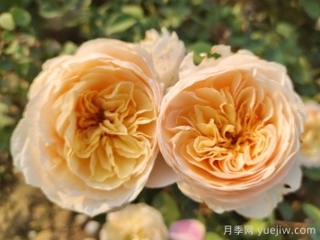 朱麗葉月季適合作為切花嗎？