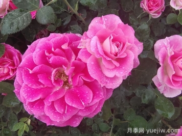 月季花能抗多少度的低溫？
