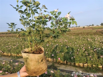 ?月季為什么掉葉子？