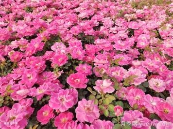 夏季月季幾天澆一次水？
