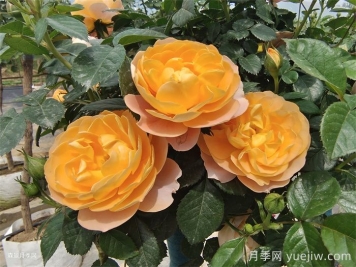 花期長(cháng)且好養的月季有哪些？