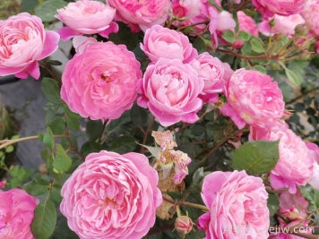 月季怎么養開(kāi)花久？