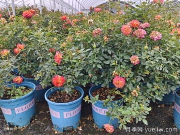 月季花白粉病如何防治？