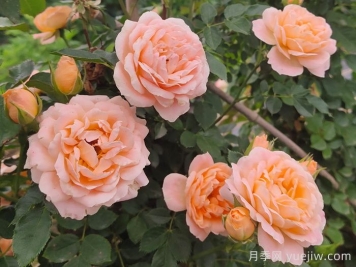 怎樣使盆栽月季交替開(kāi)花？通過(guò)花期調控