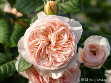 涵仙月季需要春化嗎？