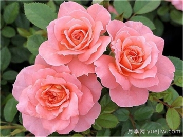 三文魚(yú)月季和珊瑚果凍月季的區別？