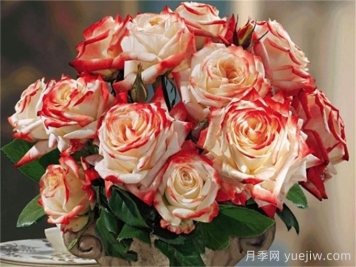 法拉皇后月季多長(cháng)時(shí)間能長(cháng)成大灌木？