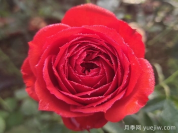 紅蘋(píng)果月季與紅色果汁月季有什么區別？