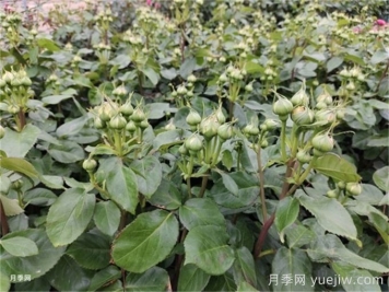 月季到了5月份還不開(kāi)花是什么原因？