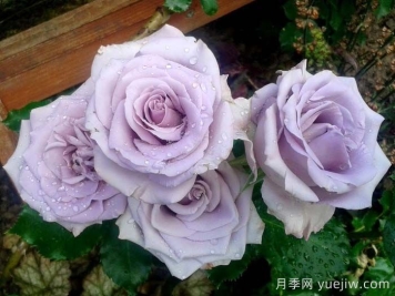 海洋之歌月季是藤本還是灌木？