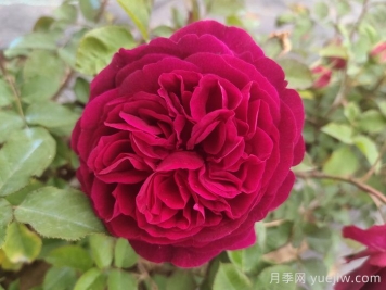 黑魚(yú)子醬月季和黑伍德月季哪個(gè)好？