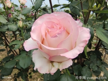 愛(ài)莎玫瑰和艾莎月季有什么區別？